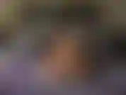 Hausfrau BadGirlHalexxx, die sich mit einem dildo fickt, während sie sexy dessous und high heels trägt, ihre muschi supersaftig und cremig macht und zum abschluss einen klitoris-saugvibrator benutzt, der sie zum abspritzen bringt.