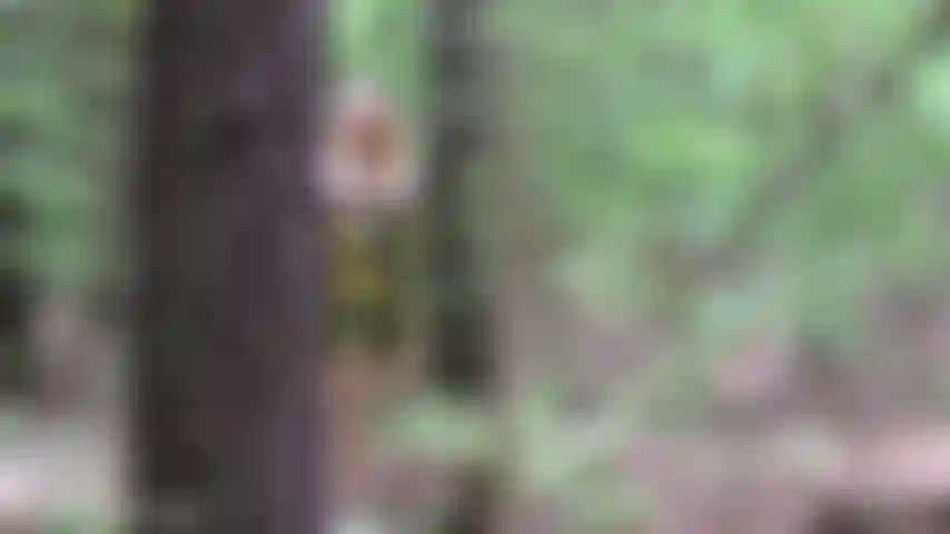 V412 öffentlicher baum lutscht und fickt creampie.