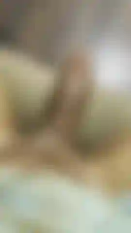 Ein verbaler transgender-schwarzschwanz.