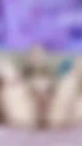 Meine feuchte muschi träumt von dir).