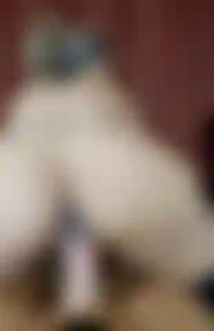 Großer arsch vor der kamera, der einen dicken schwanz von bo blake reitet.