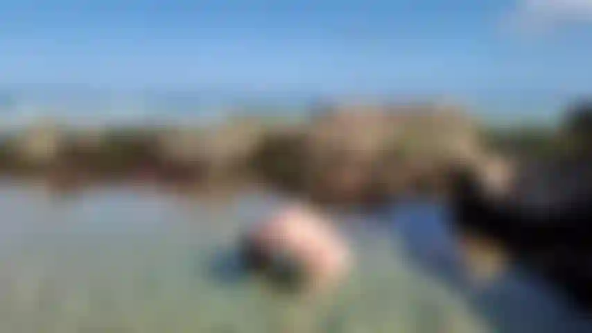 Jazzabelle rox im freien strand nackt haar flip.