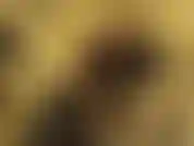 Du bist zu erbärmlich für ein date, aber ich lasse dich meine fußschlampe sein. Du wirst sie jeden tag lecken und anbeten. Sex? Niemals. Aber ich lasse dich deinen kleinen schwanz wichsen, solange du dein ganzes sperma isst.