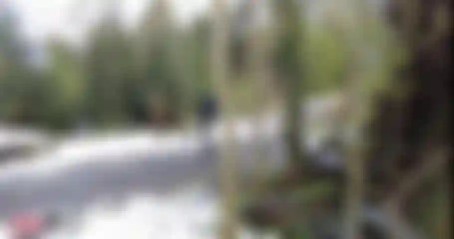 Die gummierung im wald.