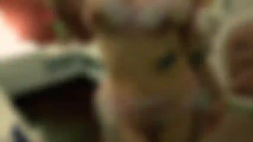 Explizites video. Frisches blut.