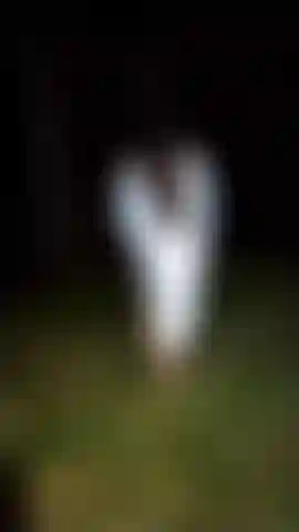 Zeig eine brust im wald.