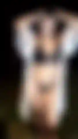 In den wald nehme ich meine titten mit.