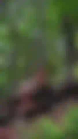 Allein im wald wie eine kleine amazone… nur ich, die bäume und langsame, neckische bewegungen auf diesem großen baumstamm 🔥.