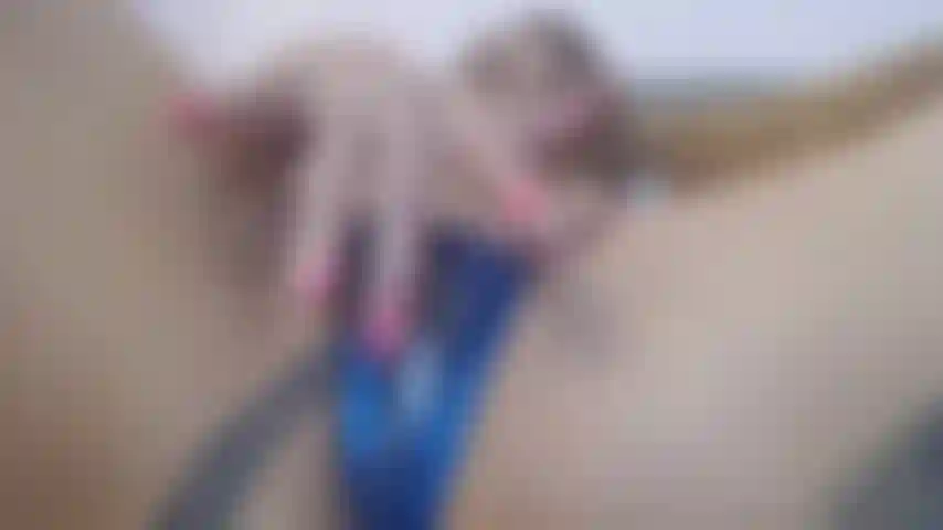 Come Lick My Wet Panty! Stroke that cock and lick my wet panty!  Let me slide it over so you can taste my full wetness. I get so wet when you jerk for me. See my pussy close up, eat me out and make me cum, see my cream dripping to my asshole. Then I cover it up and let you lick my wet, wet panty again. I want you to cum on this wet panty!