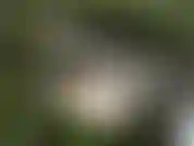 Ansicht ! Von meinem wald-masturbationsvideo! Einfaches arschspiel in einer wunderschönen szene.