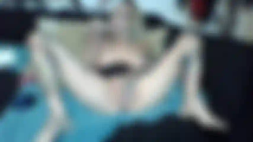 Spielt mit der muschi.