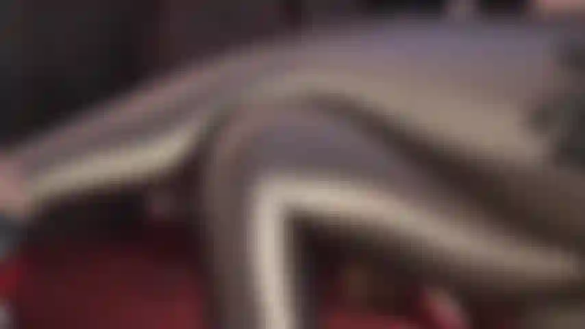 Shiny metallic leggings lover - Long legs and gorgeous thighs wrapped