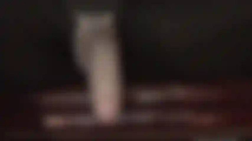 Intensive strap-on-verehrung – die herrin weiß, dass du es kaum erwarten kannst, ihren schönen, großen, vor spucke triefenden schwanz zu verwöhnen. Dein hurenmund ist weit geöffnet, um den leckeren nektar zu empfangen, den ihr schwanz dir gibt.