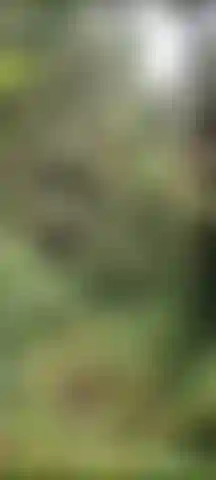 Die unfug im wald treibt!