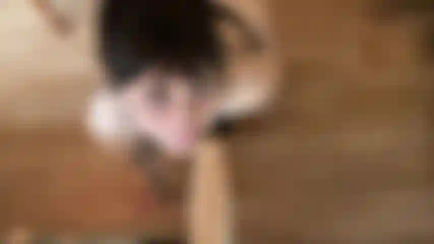 Pov sloppy bj- ich will deinen großen schwanz in meiner kehle. Bitte lass mich dich schmecken? Viel dirty talk, würgen und spucken. Ich mache dich so nass, klatsche deinen schwanz auf mein gesicht und bringe mein make-up zum laufen. Dann bettel ich um deine dicke ladung über mein versautes gesicht.