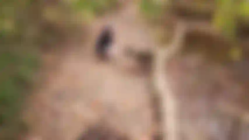 Kehre nach squirt creek zurück. Wie diese fette, tätowierte milf ihre haarige muschi fingert, bis sie mehrere spritzer mädchensperma in den bach darunter spritzt.