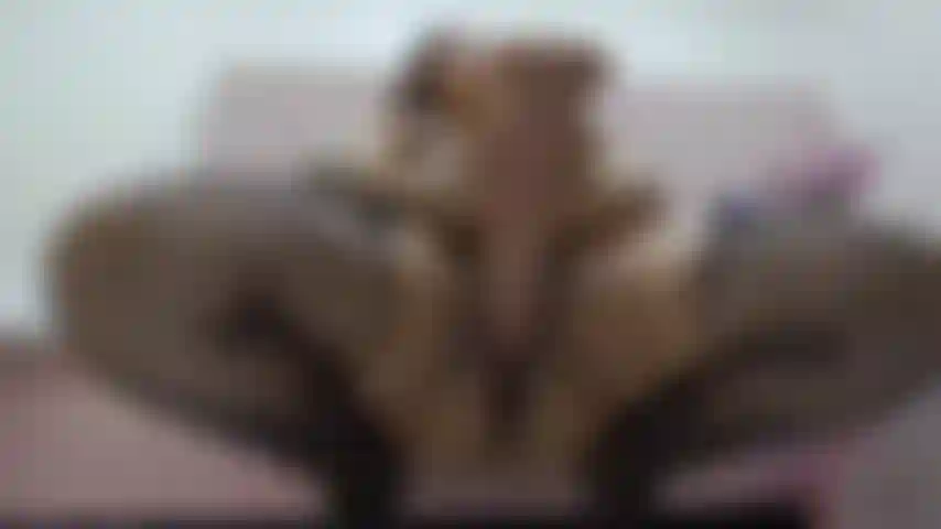 Eine dicke fette muschi!