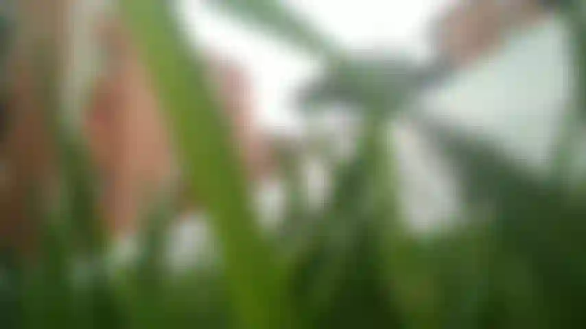 Makrophilie, gigantismus, fußfetisch, herrin mara.